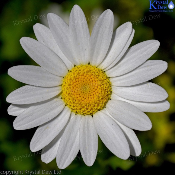 Meet your Posher, Amy - Picture 1 of 1